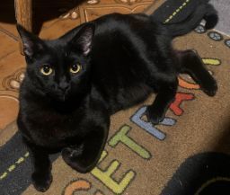 Approximate date of birth 42421 Meet Tootsie Tootsie is a beautiful black kitty She is a bit sh