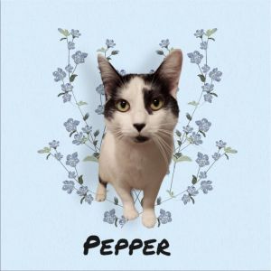 Pepper Domestic Short Hair Cat