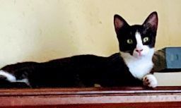 Approximate date of birth 11121Greetings My name is Opus I am an adorable tuxedo kitten who lov