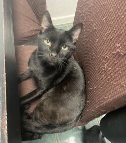 Oliver the Black Domestic Short Hair Cat