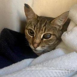 Ojo was surrendered to a vet clinic because her owners werent allowed to have her in their apartmen