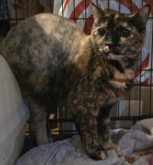 DOB- 812018 Cinnabon is a very shy little kitty She likes treats but is still learning to enjoy 