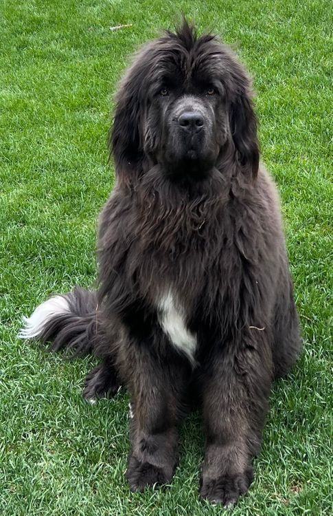 Petfinder newfoundland store