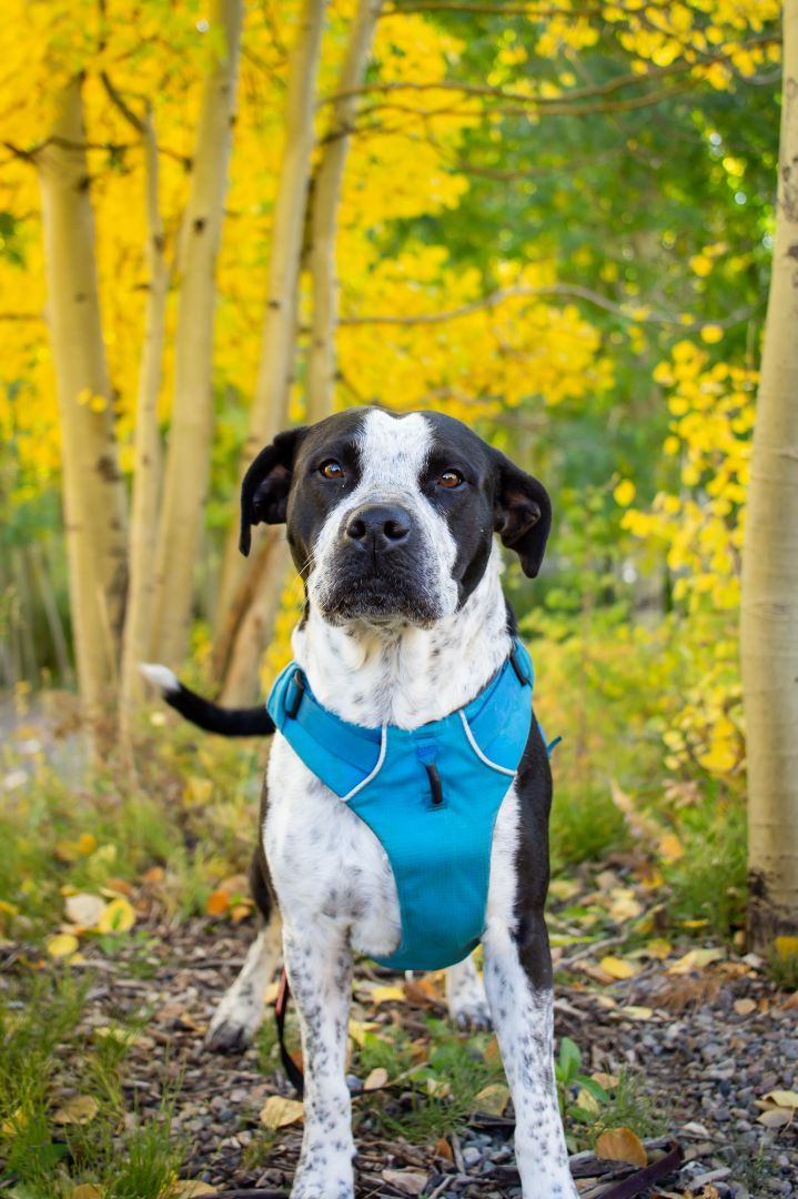 Sally, an adoptable Mixed Breed in Durango, CO, 81302 | Photo Image 1