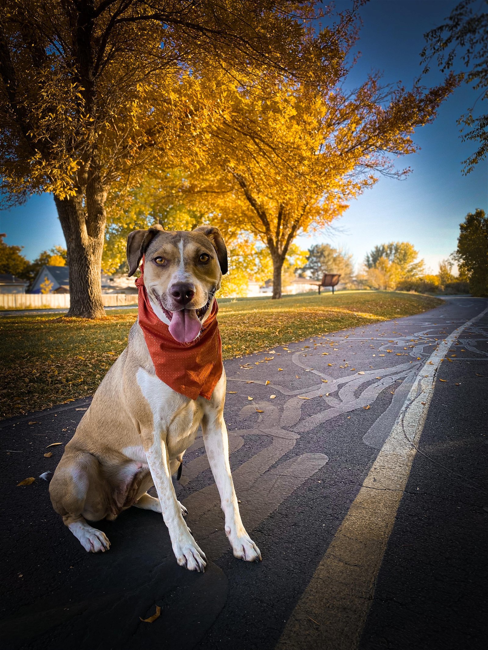 Olive M, an adoptable Australian Cattle Dog / Blue Heeler in Salt Lake City, UT, 84171 | Photo Image 1