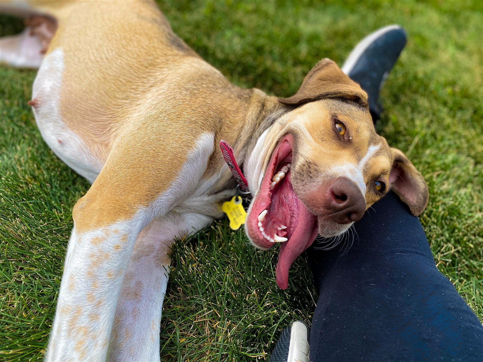 Olive M, an adoptable Australian Cattle Dog / Blue Heeler in Salt Lake City, UT, 84171 | Photo Image 3