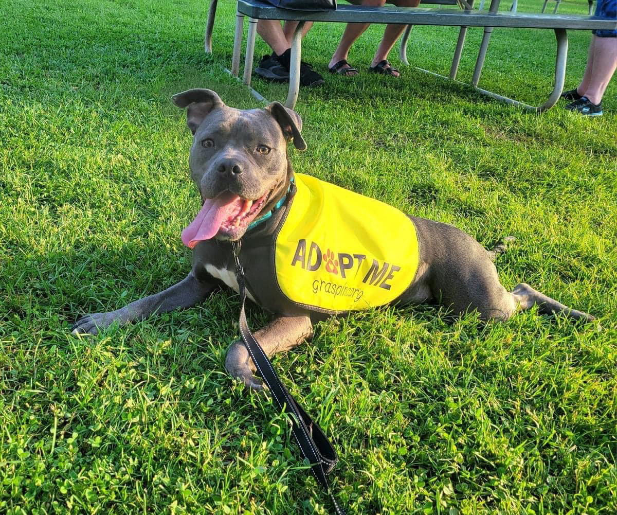 Esme, an adoptable Pit Bull Terrier in Rochester, NY, 14626 | Photo Image 1