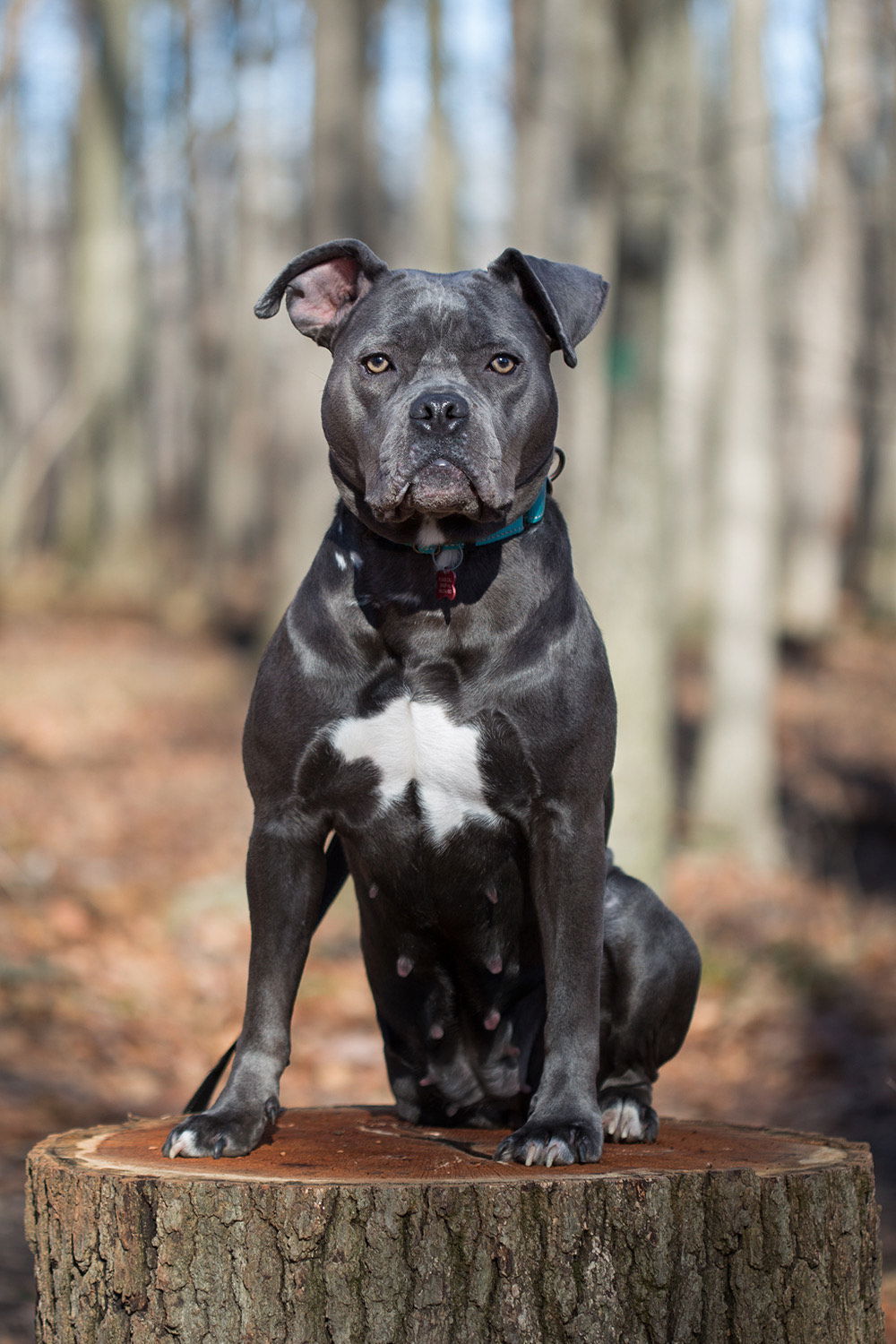 Esme, an adoptable Pit Bull Terrier in Rochester, NY, 14626 | Photo Image 2