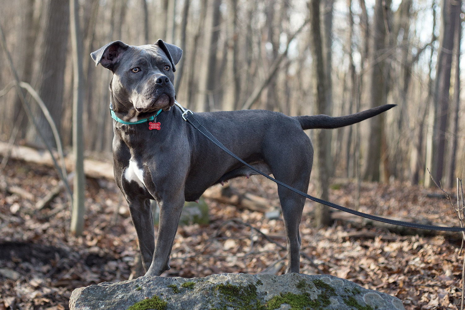 Esme, an adoptable Pit Bull Terrier in Rochester, NY, 14626 | Photo Image 3