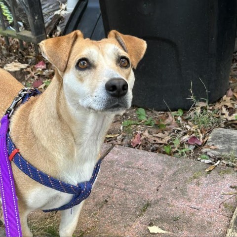 Taylor, an adoptable Beagle & Chihuahua Mix in Rockville, MD_image-2