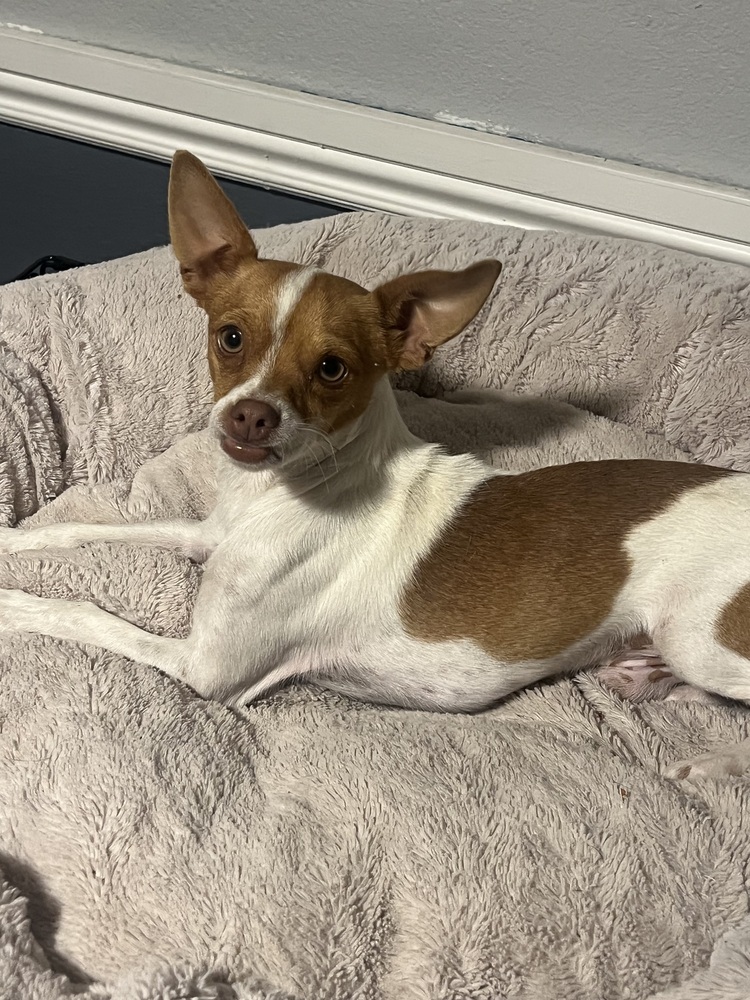 Tucker, an adoptable Chihuahua in Albuquerque, NM, 87120 | Photo Image 1
