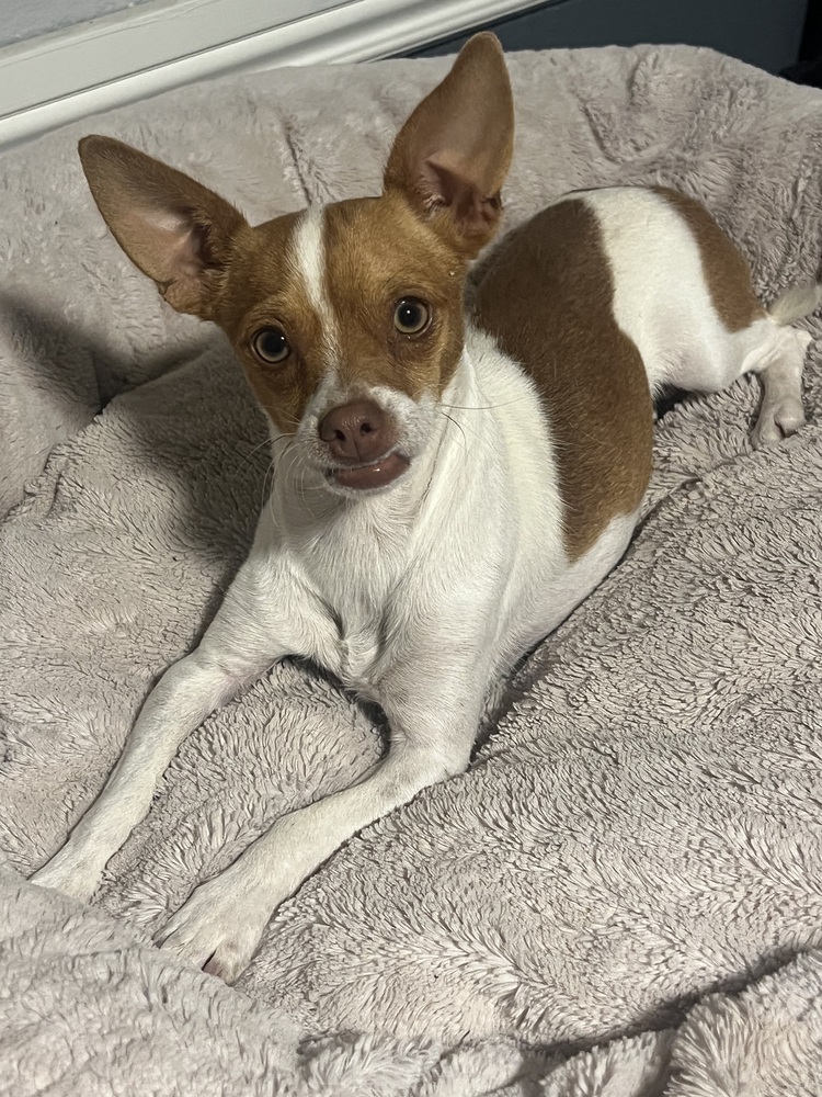 Tucker, an adoptable Chihuahua in Albuquerque, NM, 87120 | Photo Image 2