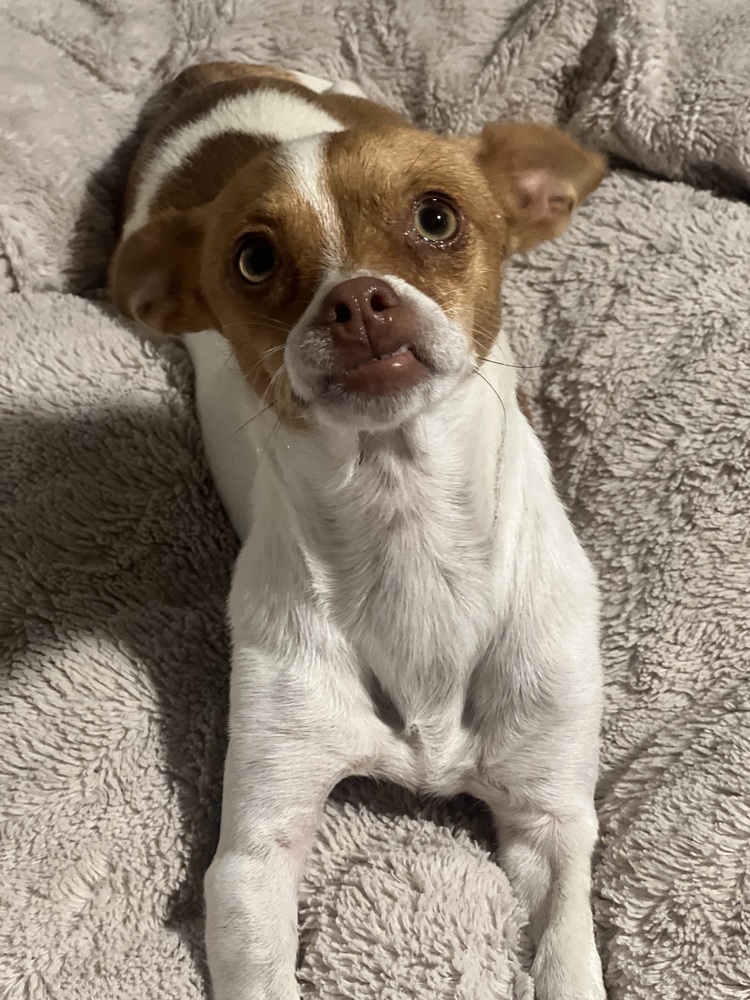 Tucker, an adoptable Chihuahua in Albuquerque, NM, 87120 | Photo Image 3