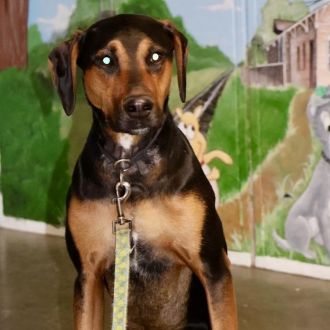 Catahoula doberman hot sale