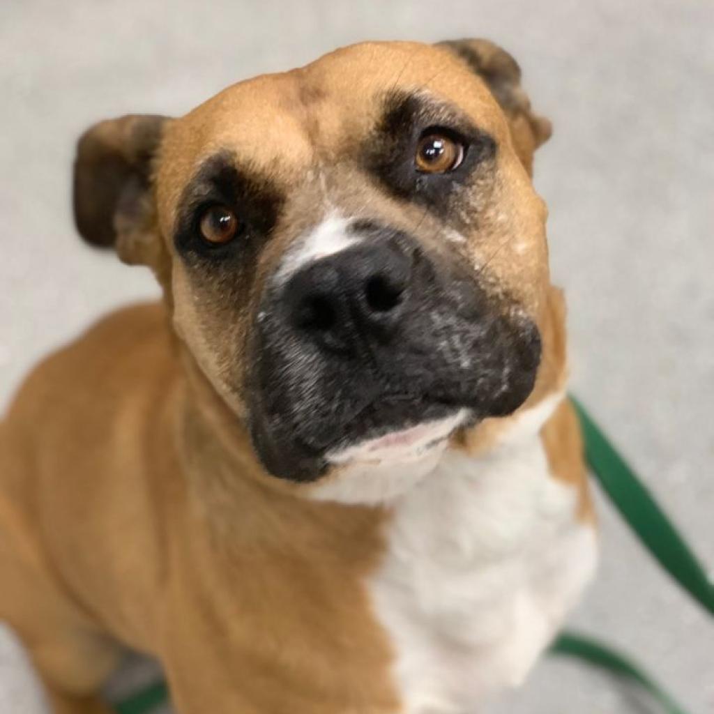 Gunner, an adoptable Pit Bull Terrier, Boxer in La Grange, KY, 40031 | Photo Image 5