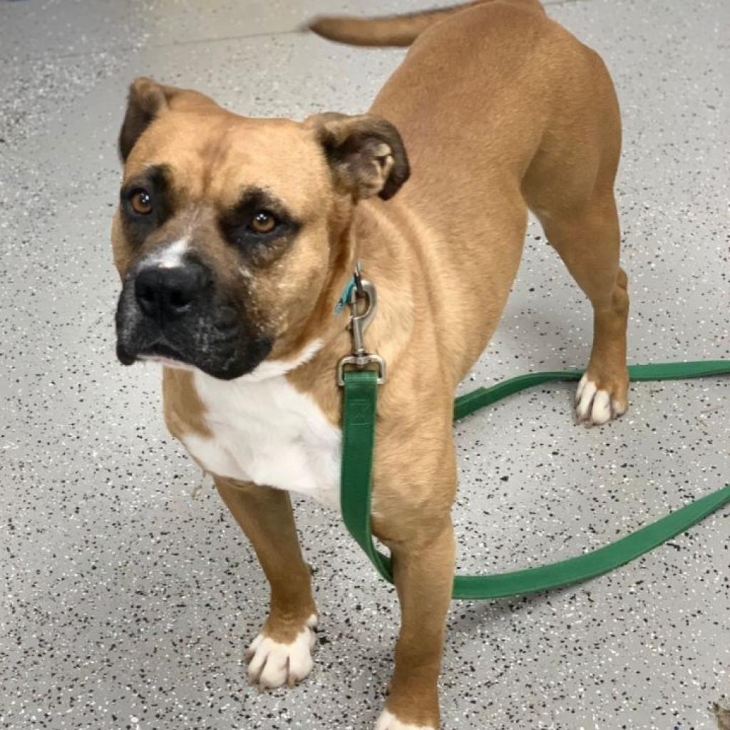 Gunner, an adoptable Pit Bull Terrier, Boxer in La Grange, KY, 40031 | Photo Image 5