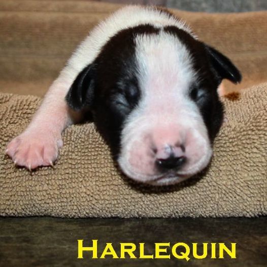 Harlequin, an adoptable Beagle Mix in Enoree, SC_image-1