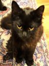 Black kittens