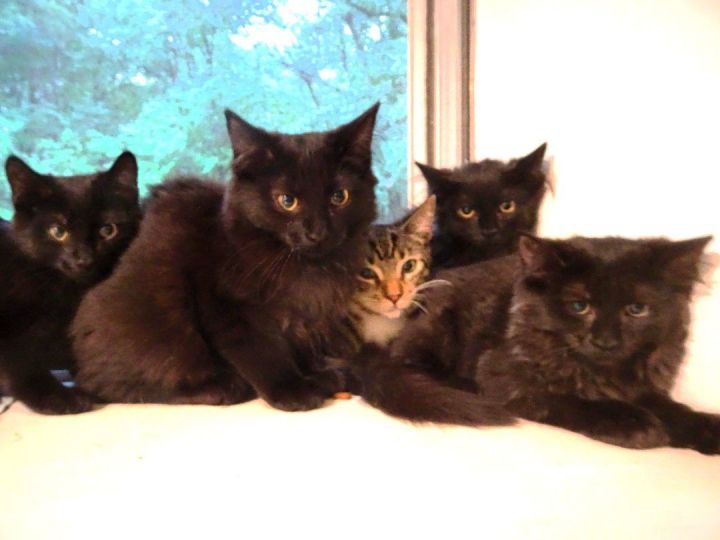 Black kittens 1