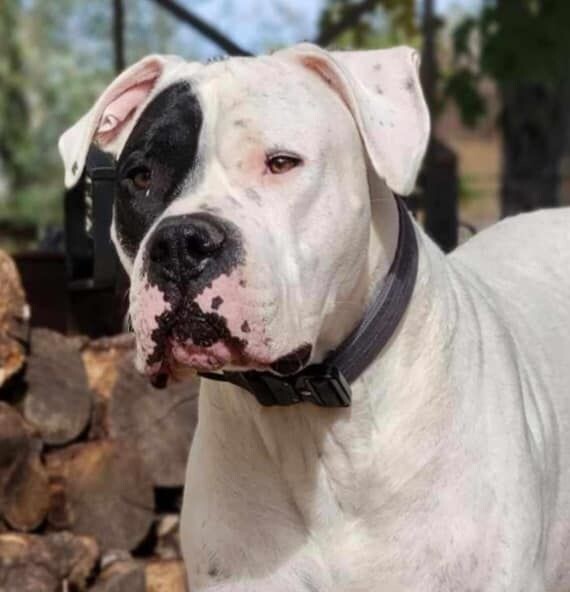 Gauge, an adoptable Dogo Argentino in Windsor, CO, 80550 | Photo Image 1