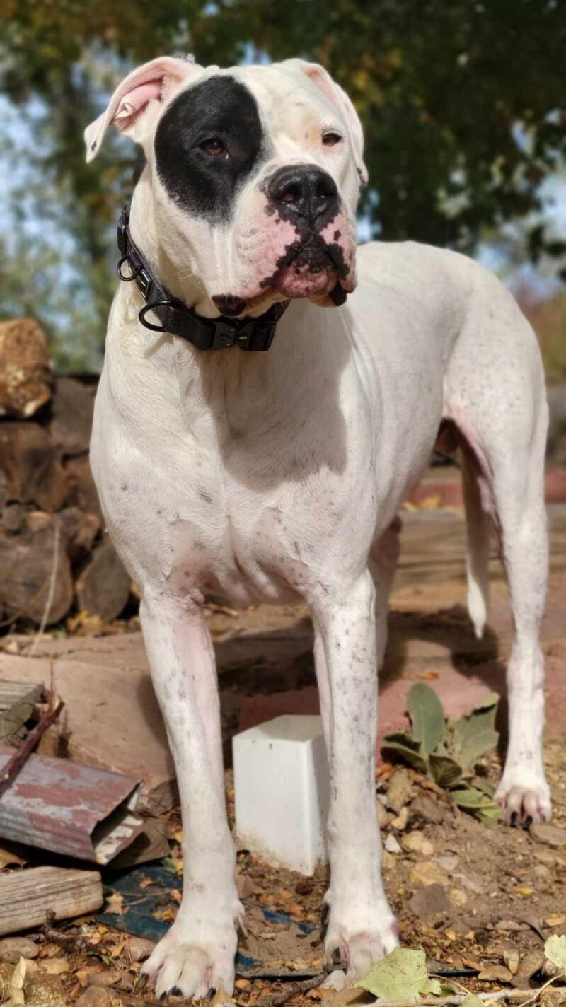 Gauge, an adoptable Dogo Argentino in Windsor, CO, 80550 | Photo Image 1