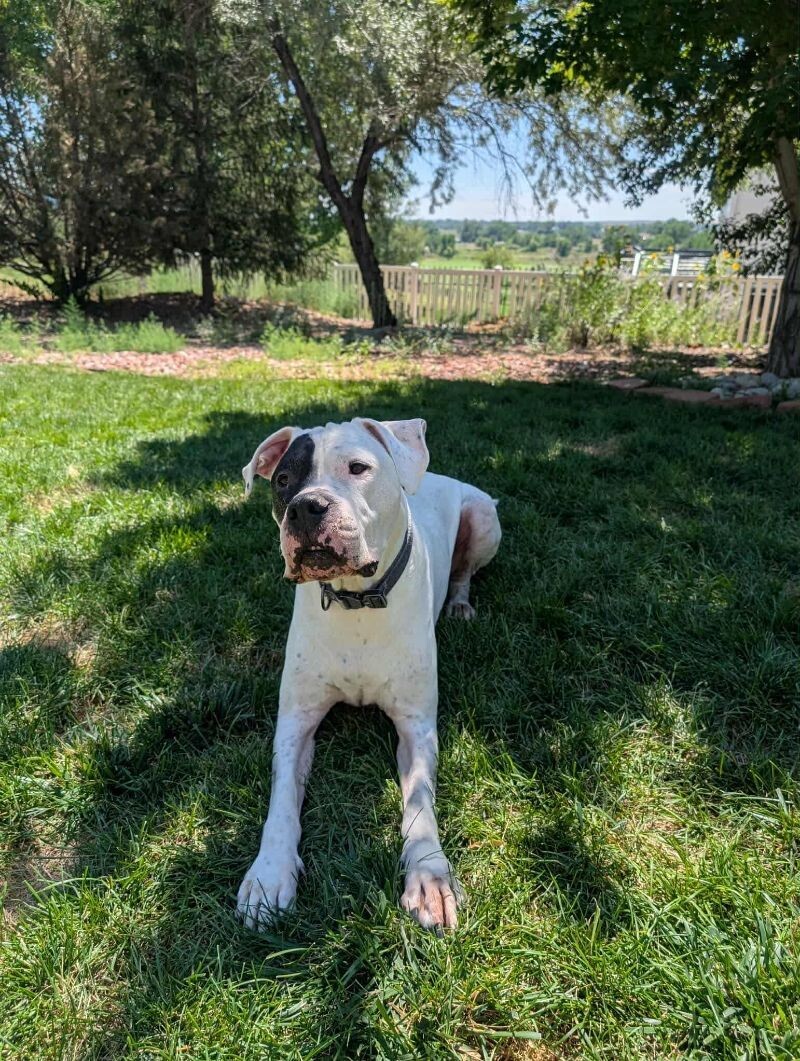 Gauge, an adoptable Dogo Argentino in Windsor, CO, 80550 | Photo Image 1