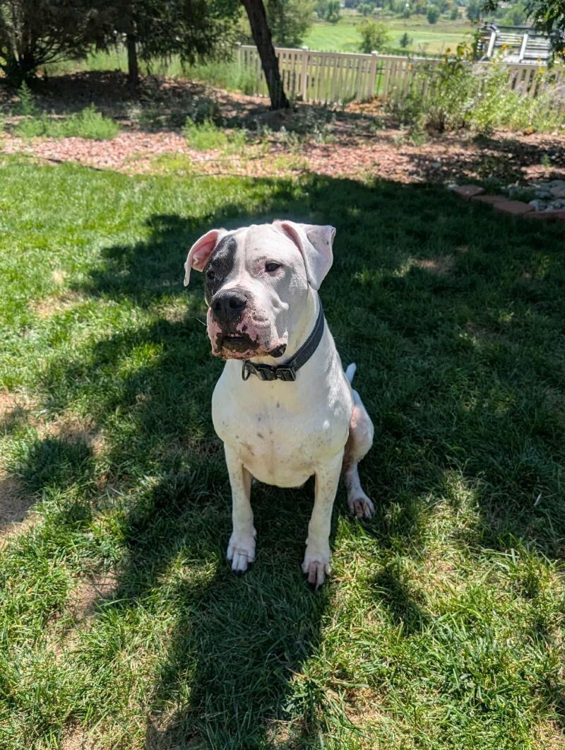 Gauge, an adoptable Dogo Argentino in Windsor, CO, 80550 | Photo Image 2