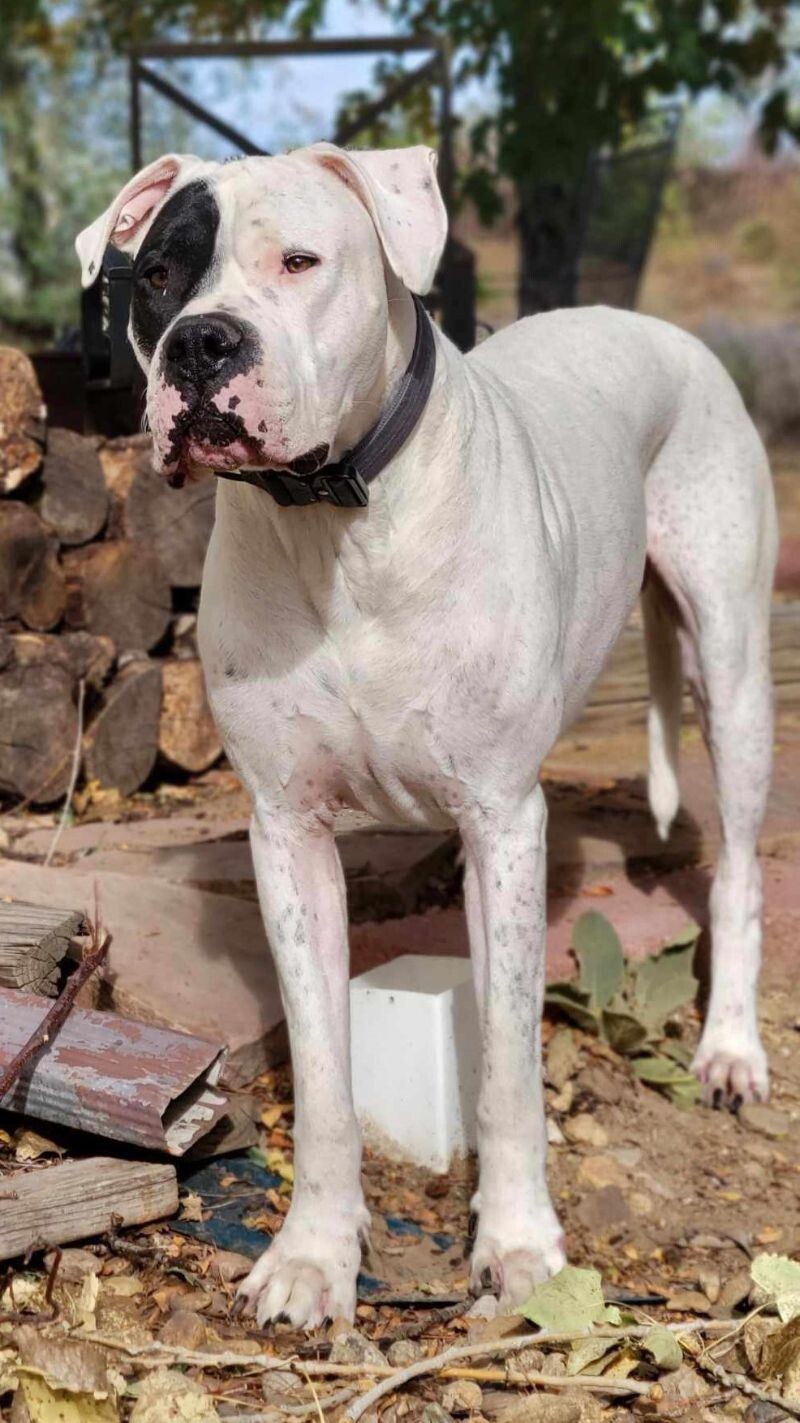 Gauge, an adoptable Dogo Argentino in Windsor, CO, 80550 | Photo Image 3