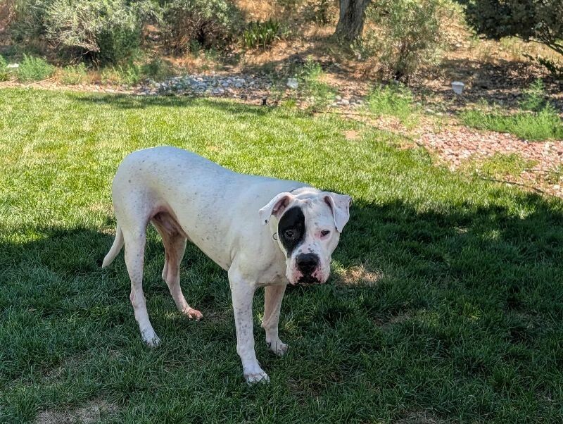 Gauge, an adoptable Dogo Argentino in Windsor, CO, 80550 | Photo Image 3