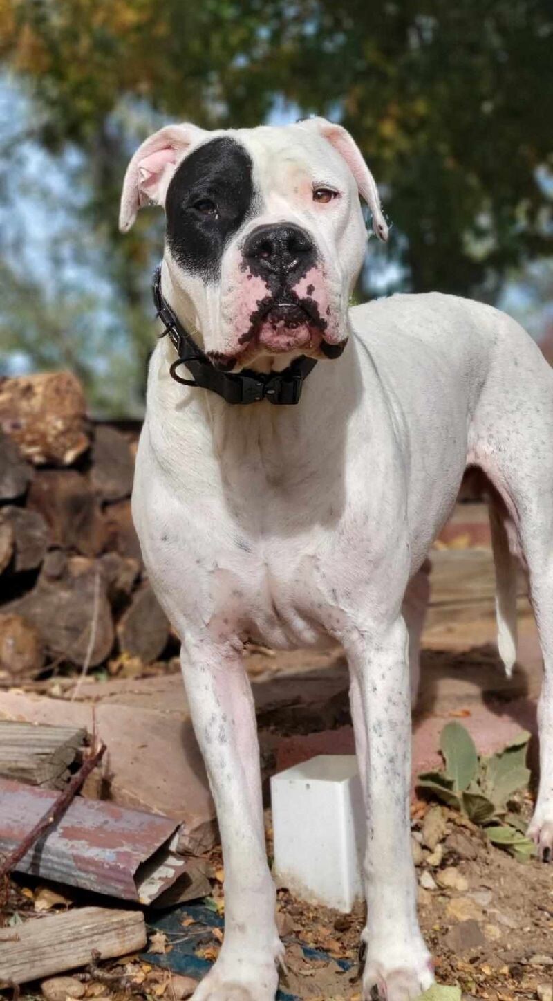 Gauge, an adoptable Dogo Argentino in Windsor, CO, 80550 | Photo Image 4