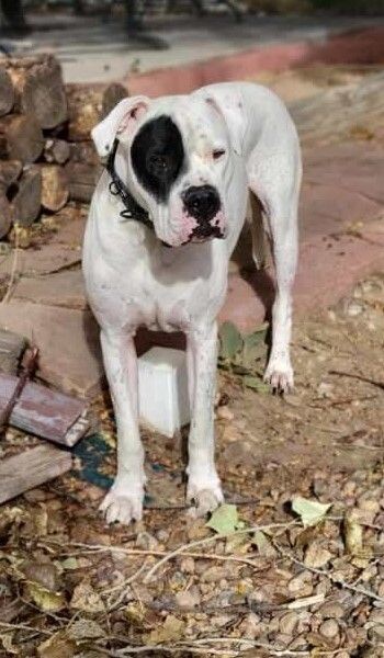 Gauge, an adoptable Dogo Argentino in Windsor, CO, 80550 | Photo Image 5