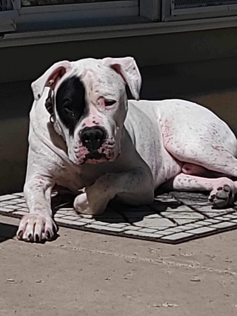 Gauge, an adoptable Dogo Argentino in Windsor, CO, 80550 | Photo Image 5