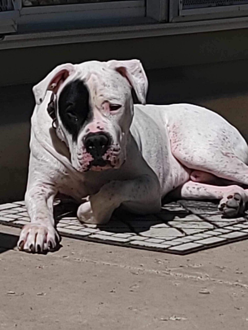 Gauge, an adoptable Dogo Argentino in Windsor, CO, 80550 | Photo Image 6