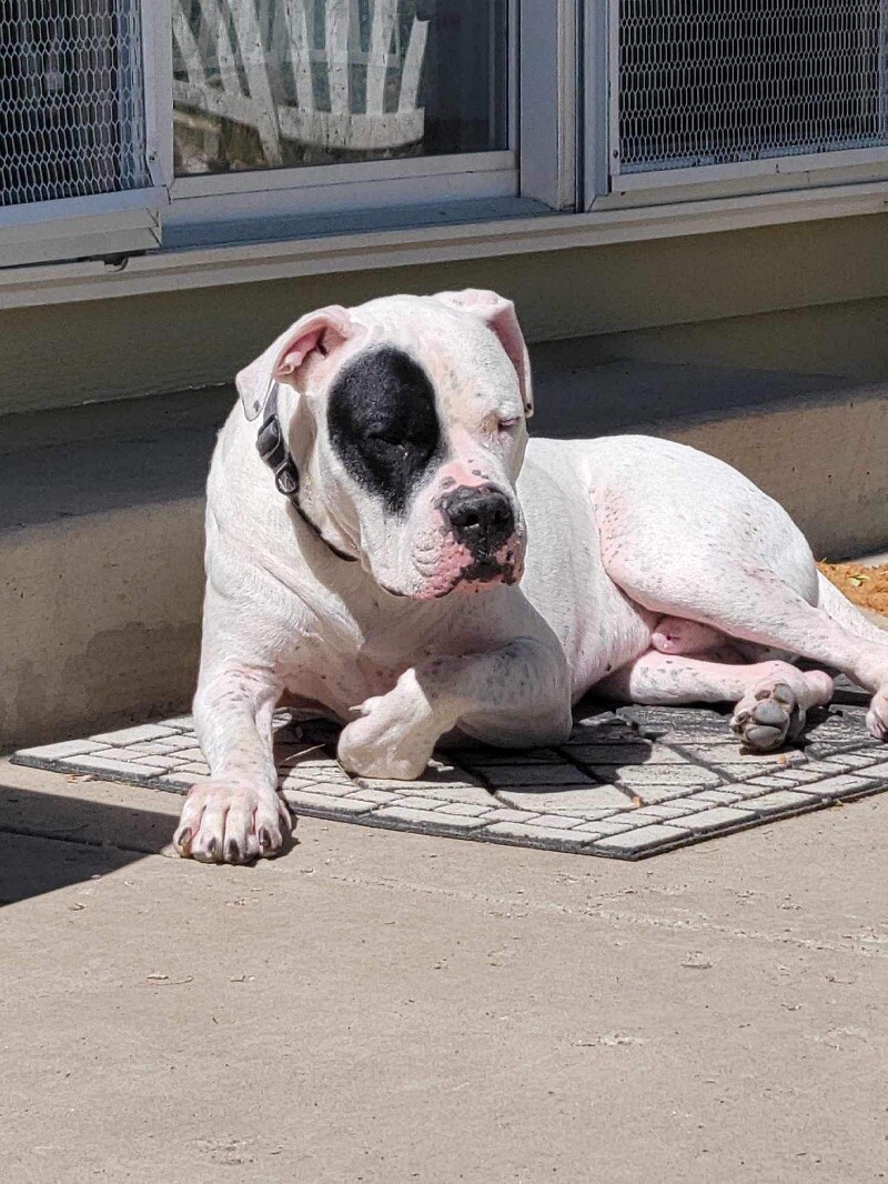 Gauge, an adoptable Dogo Argentino in Windsor, CO, 80550 | Photo Image 6