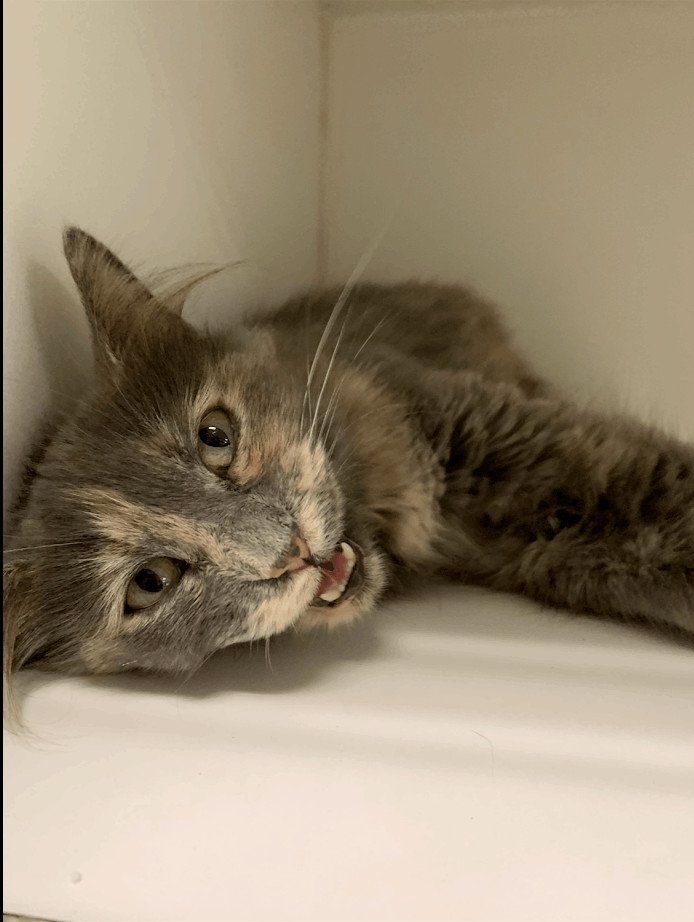 Cat for adoption Amy S. Mom Cat , a Dilute Calico & Domestic Long