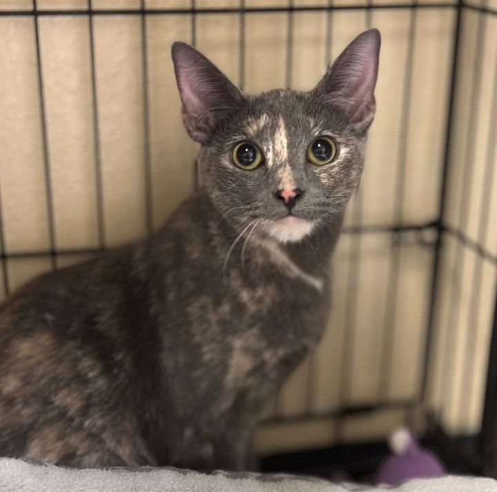 Conchis #expert-loafer, an adoptable Dilute Tortoiseshell Mix in Houston, TX_image-1