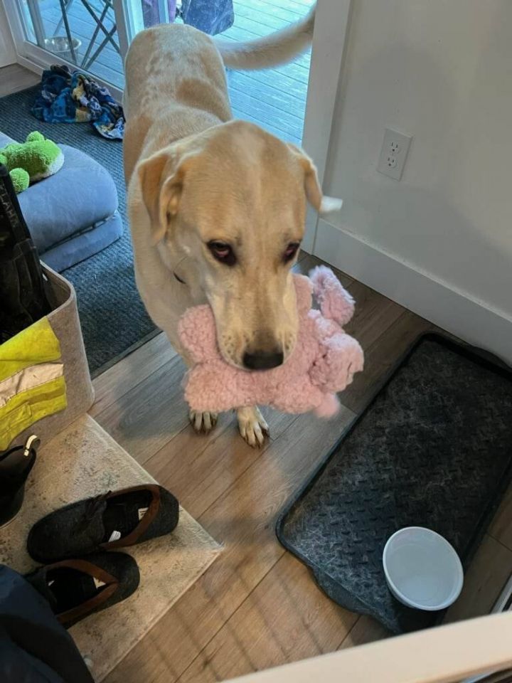 JC (Rescued from Iran) 2