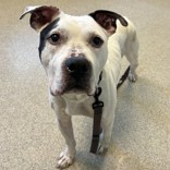 Buster , an adopted Mixed Breed in Lansing, MI_image-1