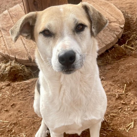 Shangela, an adoptable Mixed Breed in Moab, UT, 84532 | Photo Image 1
