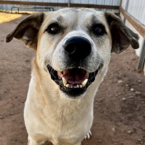 Shangie, an adoptable Mixed Breed in Moab, UT, 84532 | Photo Image 1