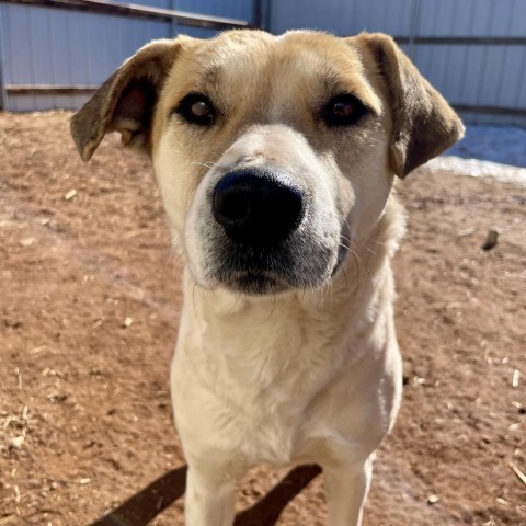 Shangie, an adoptable Mixed Breed in Moab, UT, 84532 | Photo Image 2