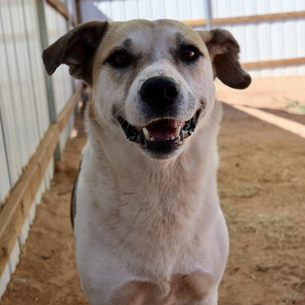 Shangie, an adoptable Mixed Breed in Moab, UT, 84532 | Photo Image 2
