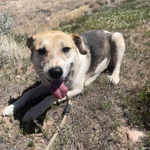 Shangie, an adoptable Mixed Breed in Moab, UT, 84532 | Photo Image 3