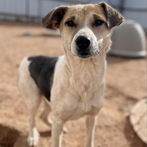 Shangela, an adoptable Mixed Breed in Moab, UT, 84532 | Photo Image 4
