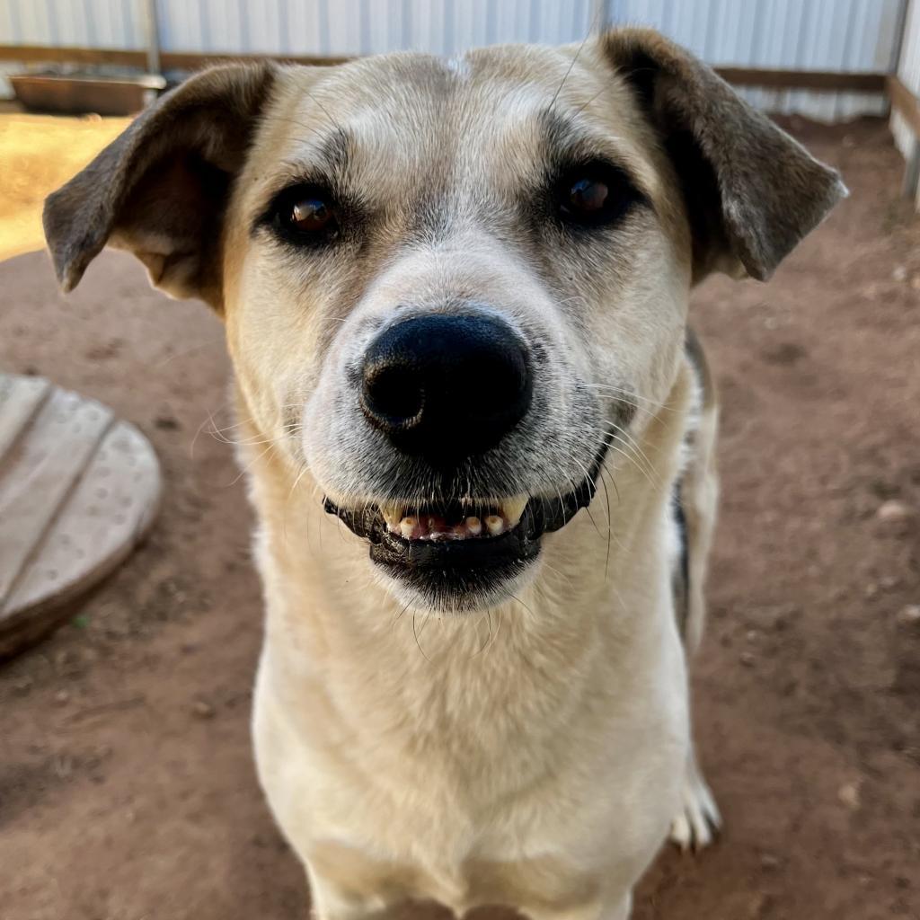 Shangie, an adoptable Mixed Breed in Moab, UT, 84532 | Photo Image 4