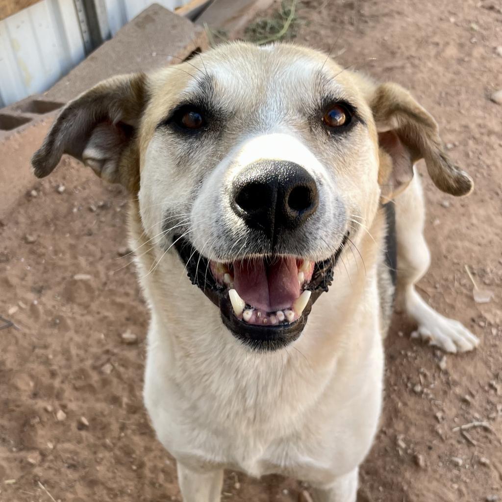 Shangie, an adoptable Mixed Breed in Moab, UT, 84532 | Photo Image 5