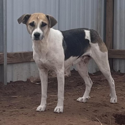 Shangie, an adoptable Mixed Breed in Moab, UT, 84532 | Photo Image 6