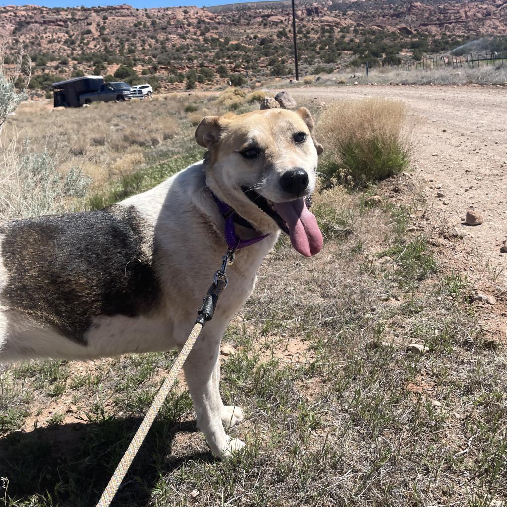 Shangie, an adoptable Mixed Breed in Moab, UT, 84532 | Photo Image 6