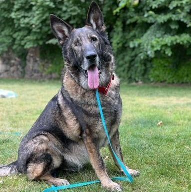 Dog for adoption - COAL, a German Shepherd Dog in Stamford, CT | Petfinder