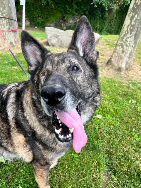 Dog for adoption - COAL, a German Shepherd Dog in Stamford, CT | Petfinder